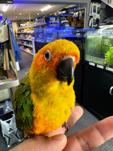 Load image into Gallery viewer, Sun Conure
