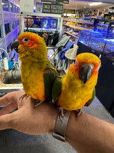 Load image into Gallery viewer, Sun Conure
