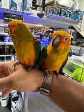 Load image into Gallery viewer, Sun Conure
