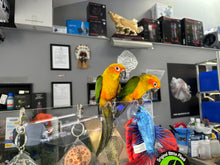 Load image into Gallery viewer, Sun Conure
