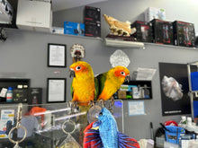 Load image into Gallery viewer, Sun Conure
