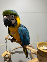 Load image into Gallery viewer, Blue Gold Macaw
