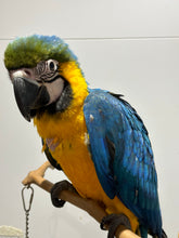 Load image into Gallery viewer, Blue Gold Macaw
