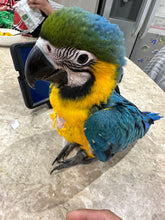 Load image into Gallery viewer, Blue Gold Macaw
