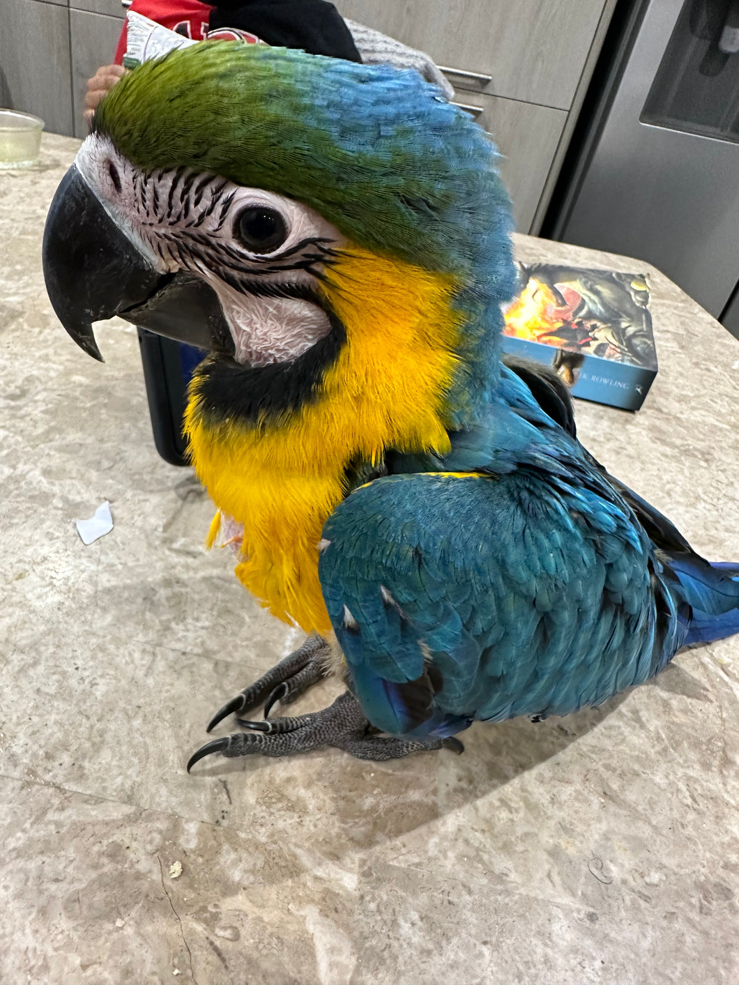 Blue Gold Macaw