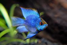 Load image into Gallery viewer, Balloon Ram Electric Blue Ram
