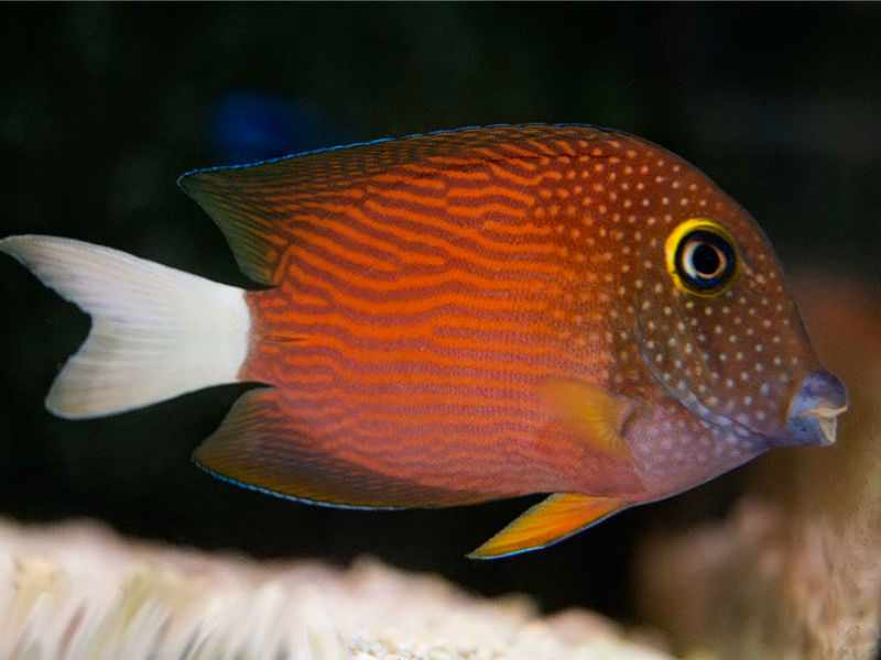 White Tail Bristletooth Tang