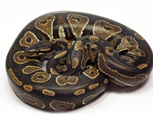 Load image into Gallery viewer, Royal Python
