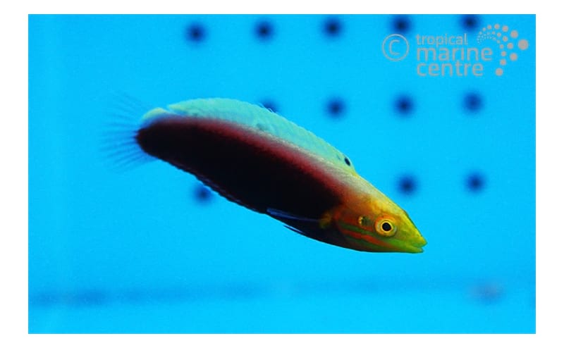 Multicolour Wrasse