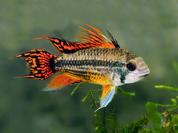 Apistogramma Cacatoides Pair