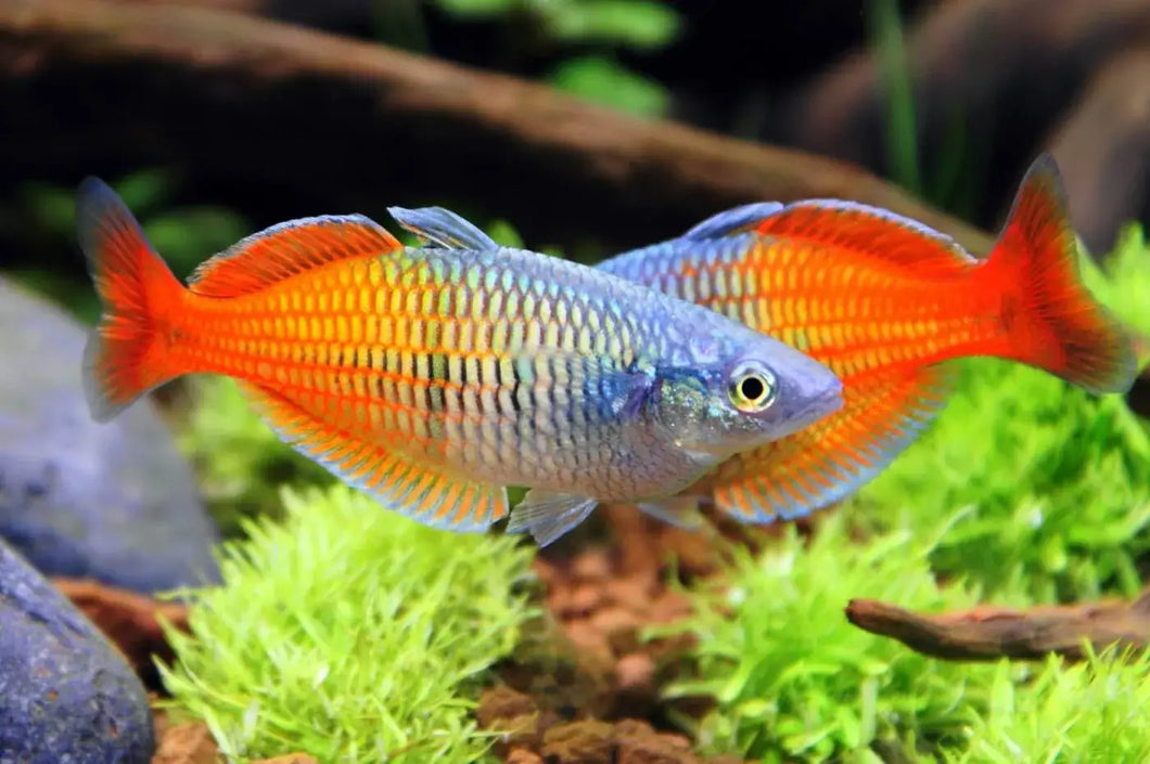 Bosemani Rainbow Fish
