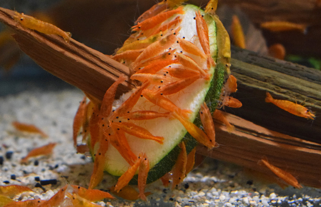 Orange Cherry Shrimp