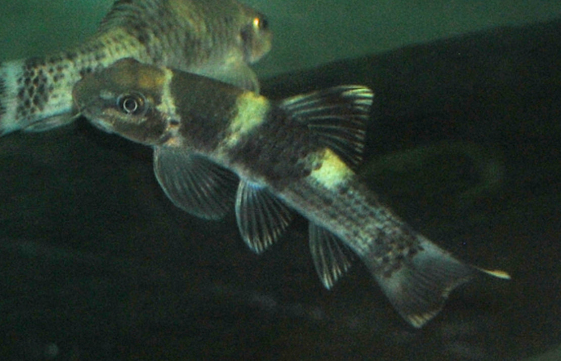 Panda Garra – PASS Aquatics Reptiles