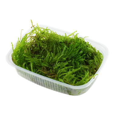 Taxiphyllum 'Spiky' Javafern