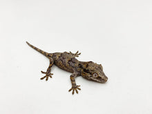 Load image into Gallery viewer, Reticulated Gargoyle Gecko CB21
