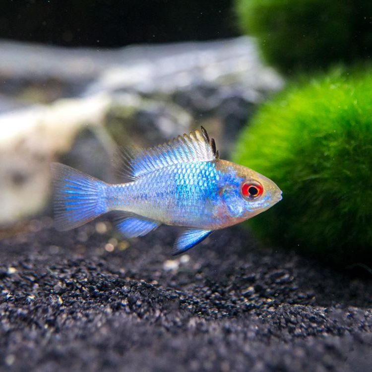 Electric Blue Ram