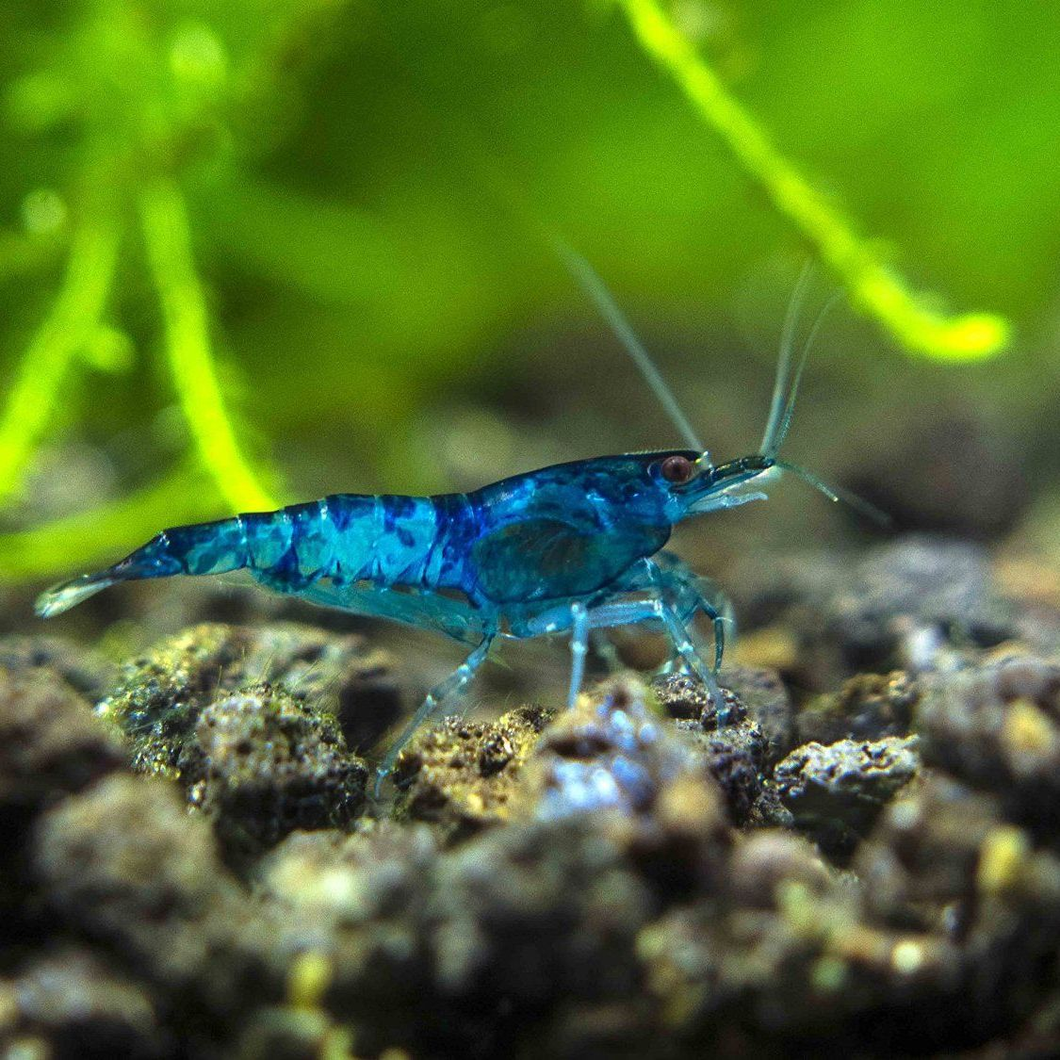 Blue shrimp for hot sale aquarium
