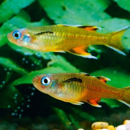 Rainbow Popondetta furcata