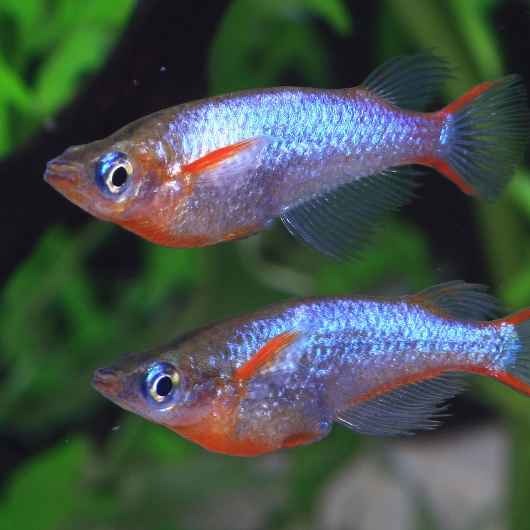 Rainbow Shinner