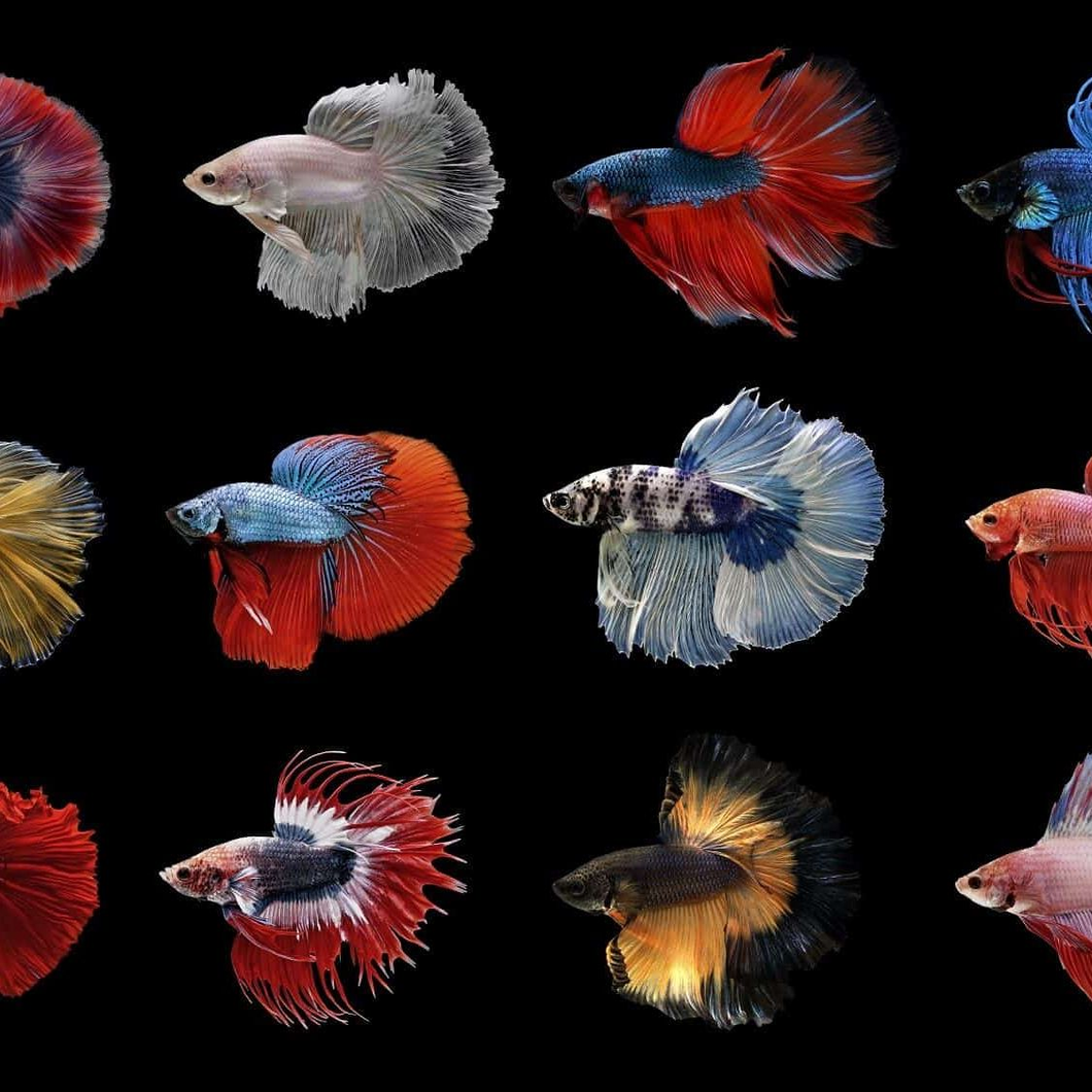 Assorted  Betta