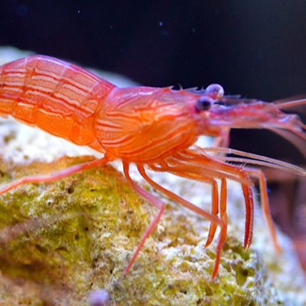 Peppermint Shrimp