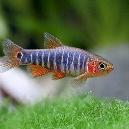 Emerald Dwarf Rasbora