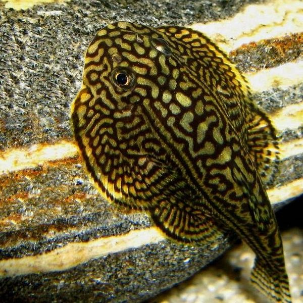 Hillstream Loach