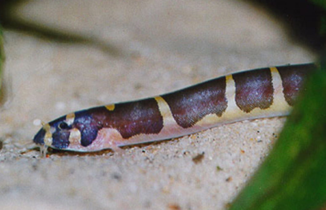 Khuli Loach