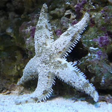 Sand Shifting Starfish