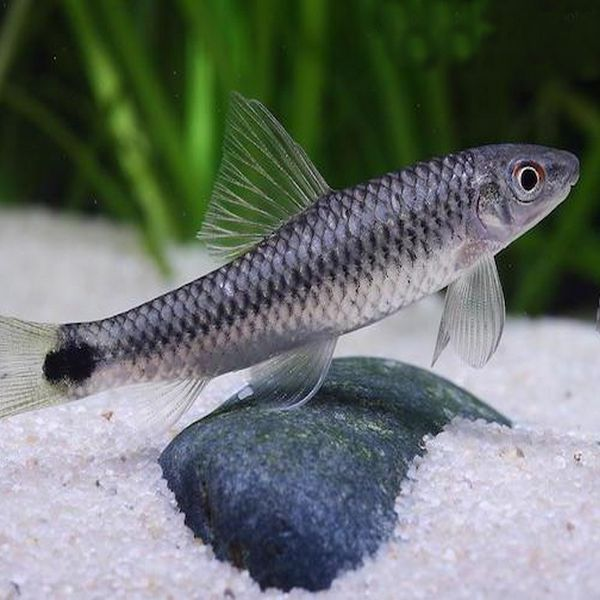 Flying Fox PASS Aquatics Reptiles