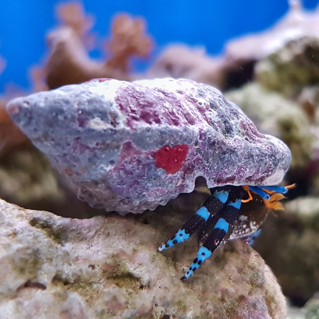 Blue Leg Hermit Crab