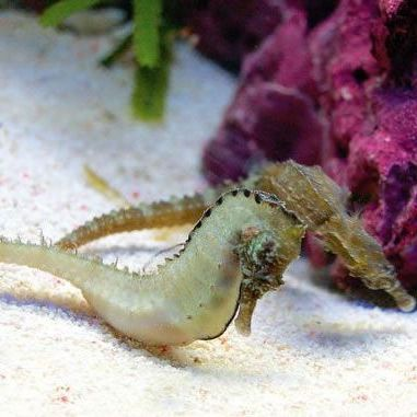 Kuda Seahorse (Hippocampus Kuda)