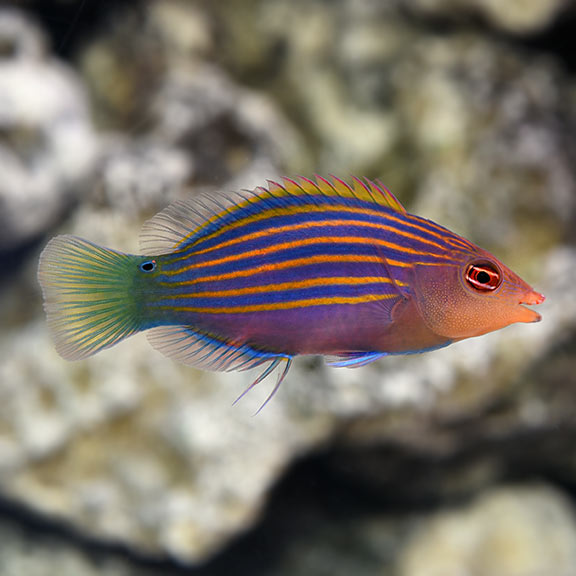 Pyjama Wrasse