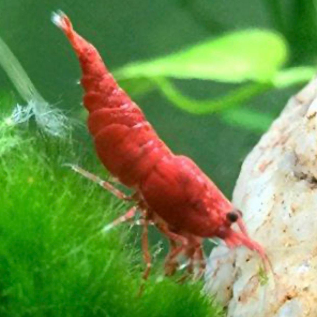 Cherry Shrimp