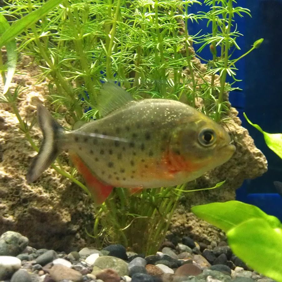 Red Belly Piranha