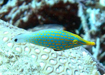 Orange Spot Filefish
