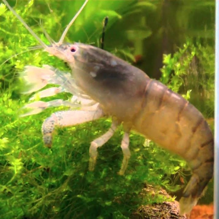 Freshwater prawn best sale aquarium