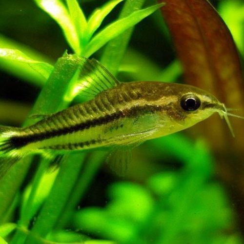 Pygmy Corydora
