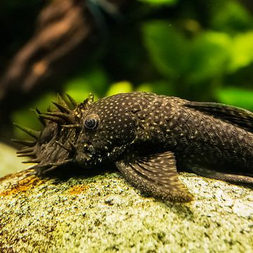 Ancistrus