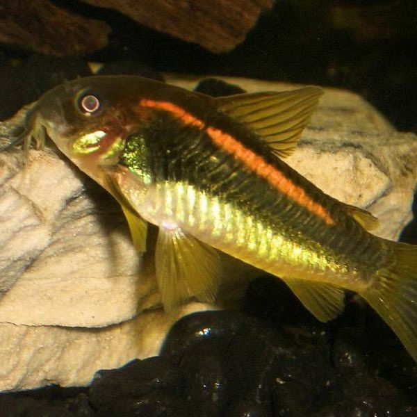 Green Laser Corydoras