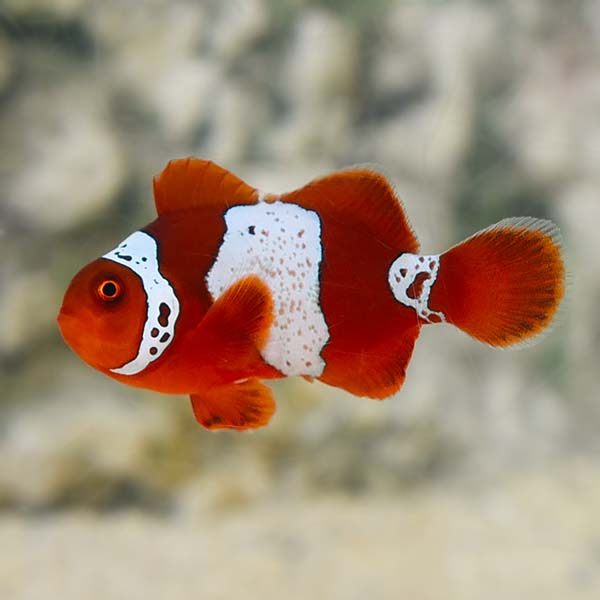 Freshwater clownfish hot sale for sale