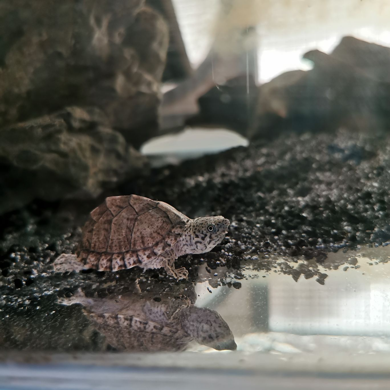 Tiny Razor Back Turtle Razorback Musk Turtle Water Temperature