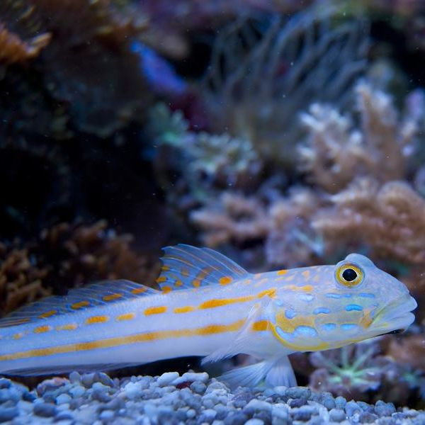 Orange Spot Goby