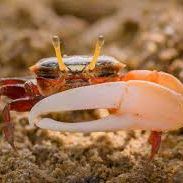 Fiddler Crab Pair