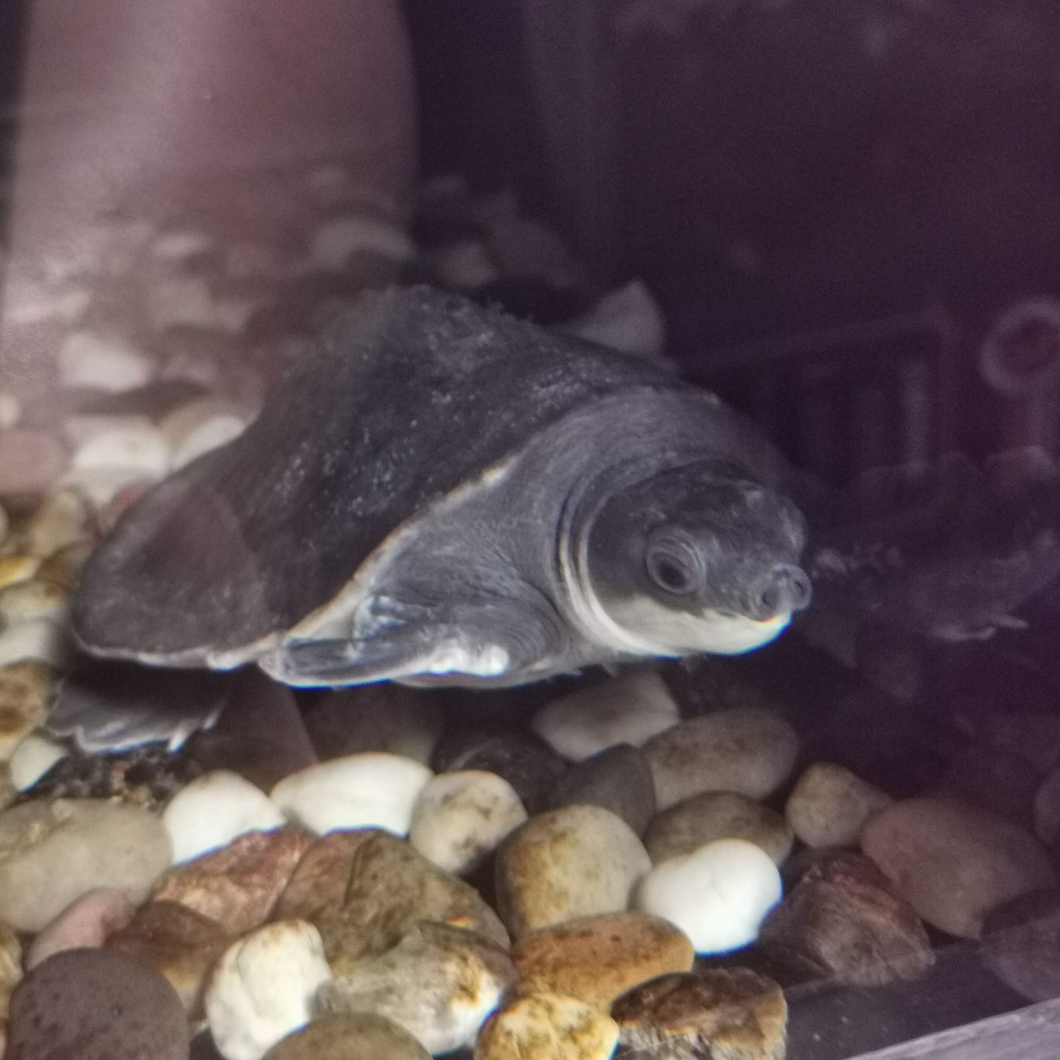 Fly River Turtle CB19