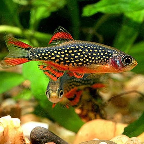 Galaxy Rasbora