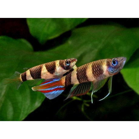 Clown Killifish