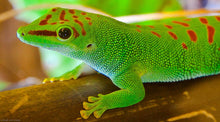 Load image into Gallery viewer, Giant Madagascan Day Gecko CB2023
