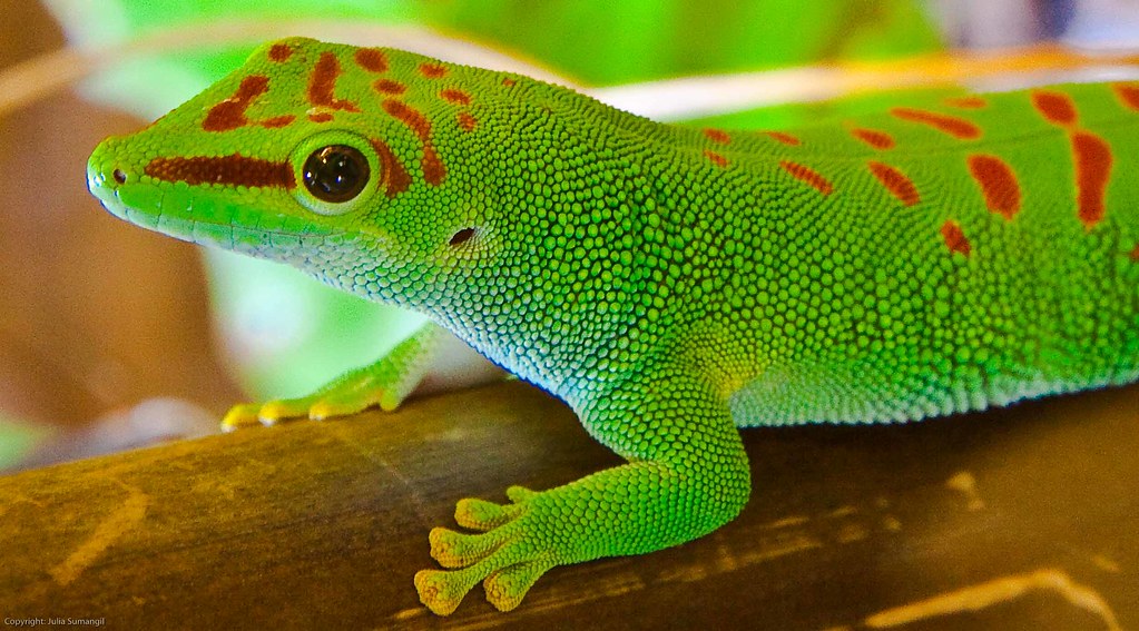 Giant Madagascan Day Gecko CB