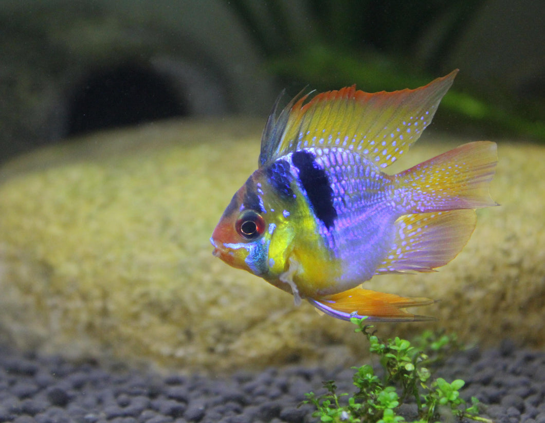 Balloon Ram